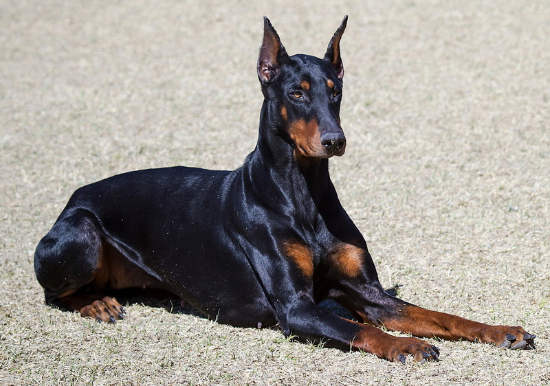field, animal themes, focus on foreground, black color, canine, vertebrate, land, nature, sitting, dog, Perro, animal, no people, pets, domestic animals