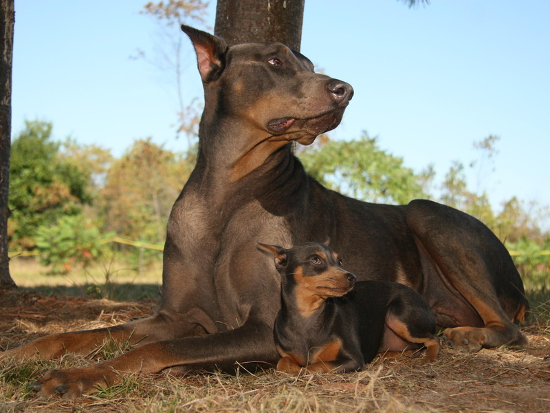 nature, ground, dobermans, pincher, flowers, 1080P, animals, puppies, baby, trees, doberman, mom
