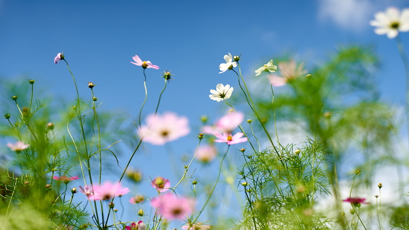 white, nature, plant, summer, flowers, petaled, 5K, meadow, Contax, grass, Planar, flower, None, field, daytime, Wind Waker, outdoors, F1.4