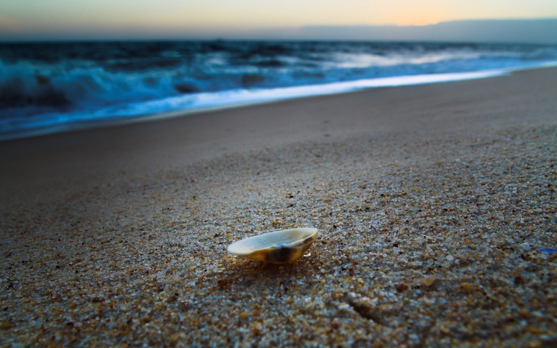 sea, shell, art, oceans, x, nature, 1080P, hd, ocean, none, beach