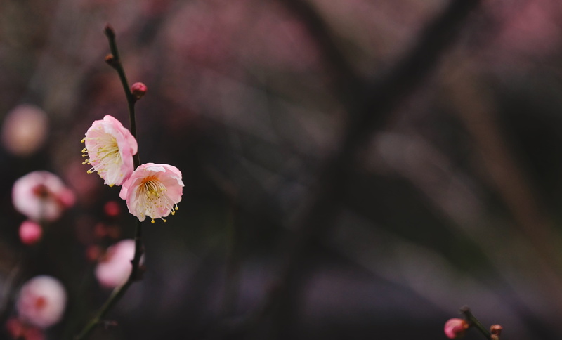 anther, 中国, vulnerability, chunmei, outdoors, freshness, plum blossom, plant, pink, pink color, flowering plant, bud, petal, mimosa, 4K, human, close-up