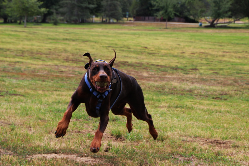 looking at camera, one animal, green color, no people, day, brown, running, animal, domestic animals, plant, pets, play, 5K, happy, portrait, nature, canine