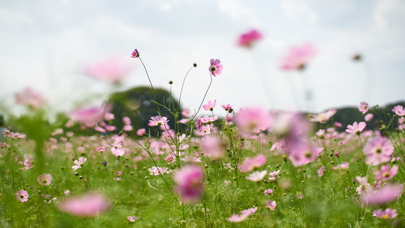 Fluffy, Contax, blue sky, outdoors, F1.4, 5K, field, sky, white, flower, Cosmos, meadow, springtime, white clouds, summer, Planar, clouds, pink, None
