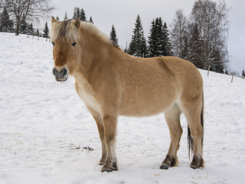vertebrate, animal themes, national horse race, white color, fjord none, norwegian, fjord horse, cold temperature, pets, snowcapped mountain, mammal, pony