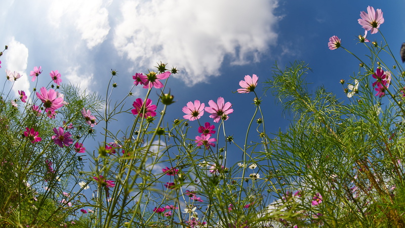outdoors, pink, summer, plant, F2.8, petaled, daytime, angle, photography, springtime, 16mm, flowers, ZENITAR, FishEye, flower, None, low angle, 5K, MC