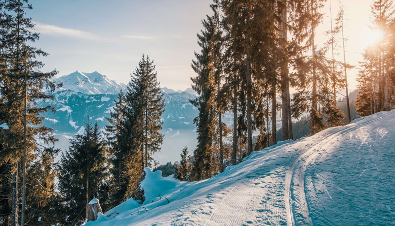 outdoors, land, non-urban scene, plant, beauty in nature, warm, scenics - nature, pine woodland, no people, cross country skiing, tranquility, sunshine