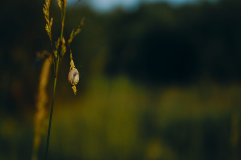 close-up, beauty in nature, snail, plant, 5K, animal wildlife, flower, shall, shell, nature, growth, grass, animal themes, tranquility, green, one animal