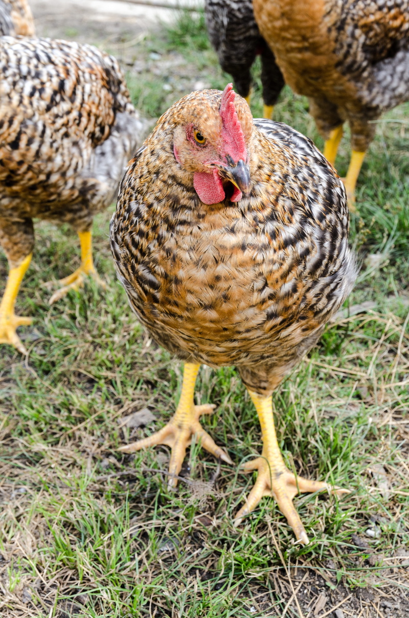 land, field, 4K, animal, shall be unclean seven days, livestock, broiler, bird, comb, vertebrate, group of animals, eye, farm, pets, pet, cock, focus on foreground