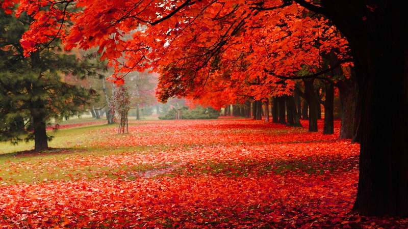 1080P, autumn, autum, trees, nature, leaf, landscape, leaves