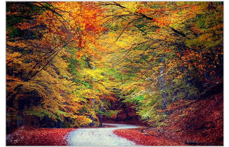 nature, Trees, STREET, everywhere, forests, forest, autum, art, 480P, hd