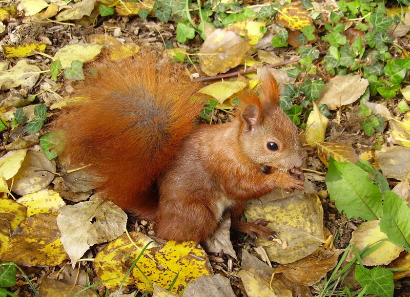 rodent, 1080P, animal, squirrel, animals, autum