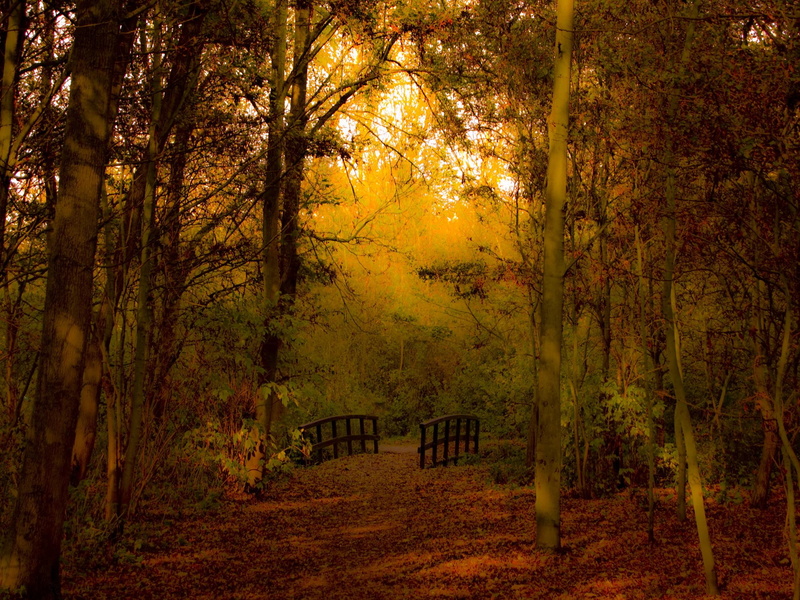 bridge, trees, 1080P, 3d and abstract, forest, autum, walk