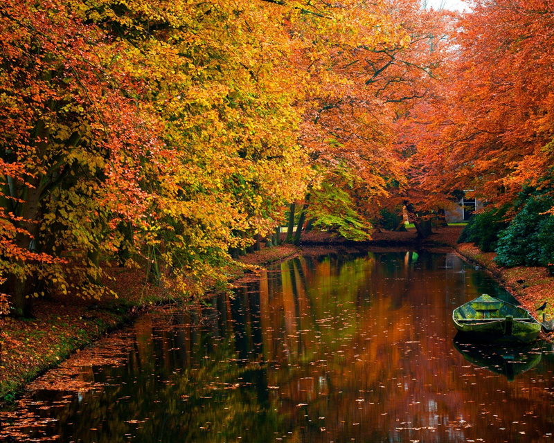 landscape, leaf, autum, trees, 2K, nature, autumn, leaves