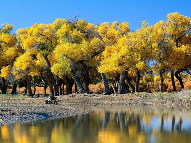 autum, yellow, 1080P, lake, tree, water, trees, 3d and abstract