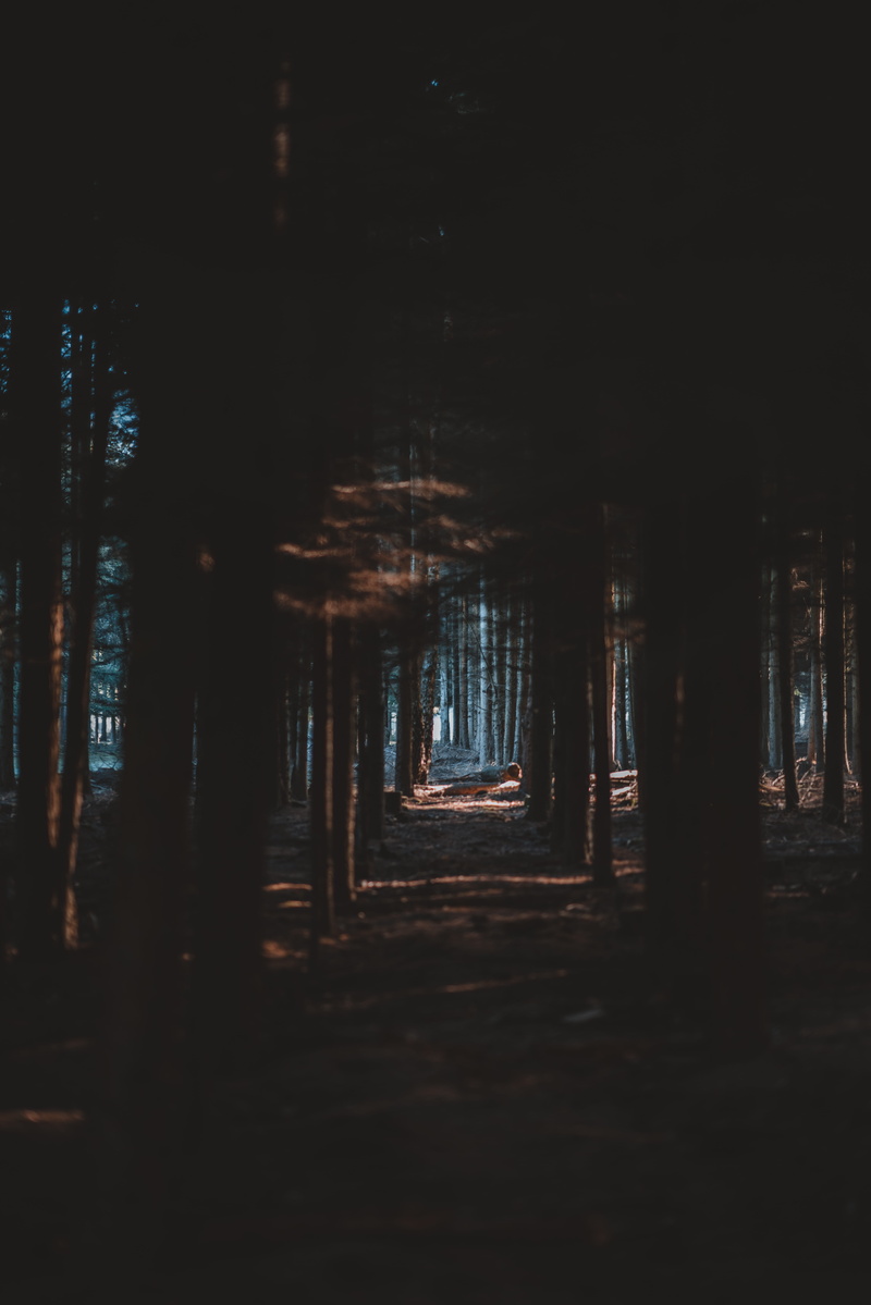 scenics, night, forest floor, darkness, tranquil Scene, landscape, trees, outdoors, shadow, 8K, water, dusk, beauty In Nature, group, sea, sky, woodland