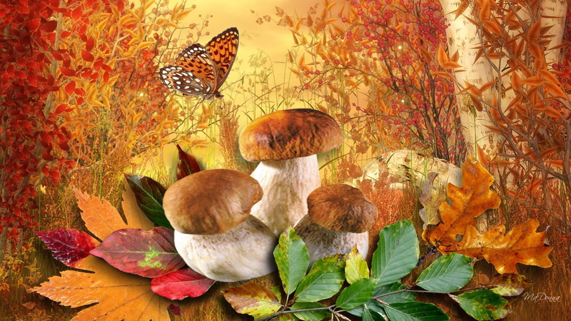 1080P, season, autumn, leaves, fall, grass, butterfly, trees, autum, toadstools, calls, firefox persona, orange, mushrooms