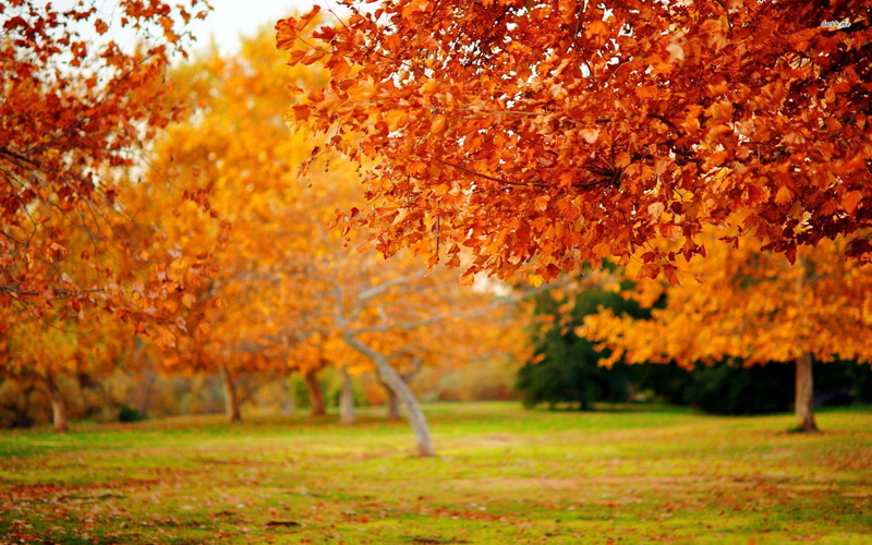 trees, landscape, leaves, 1080P, autumn, autum, leaf, nature