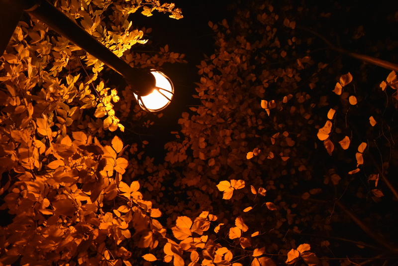light, light - natural phenomenon, foliage, fall leaves, trees, electricity, night, streetlight, tree, nature, orange, growth, outdoors, autum, season