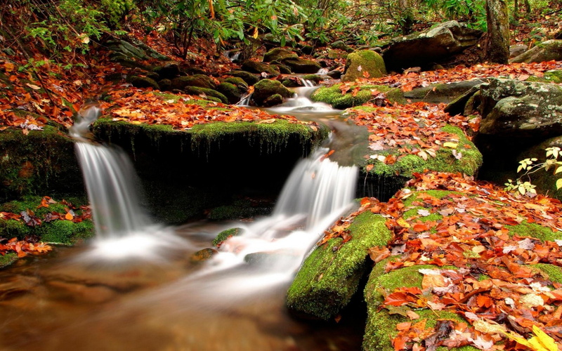 nature, autum, autumn, leaves, leaf, trees, 4K, landscape