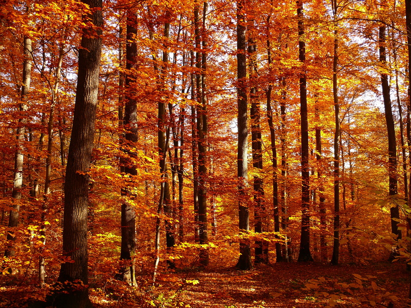 landscape, growth, plant, beauty in nature, autumn, scenics - nature, change, fall foliage, trunk, tranquil scene, golden autumn, day, nature, tree trunk