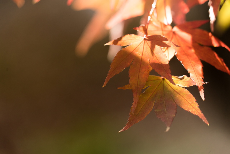 photo, close-up, day, plant, autumn, vulnerability, nature, outdoors, autum, maple leaf, nature, sunray, maple, 4K, growth, autumn collection
