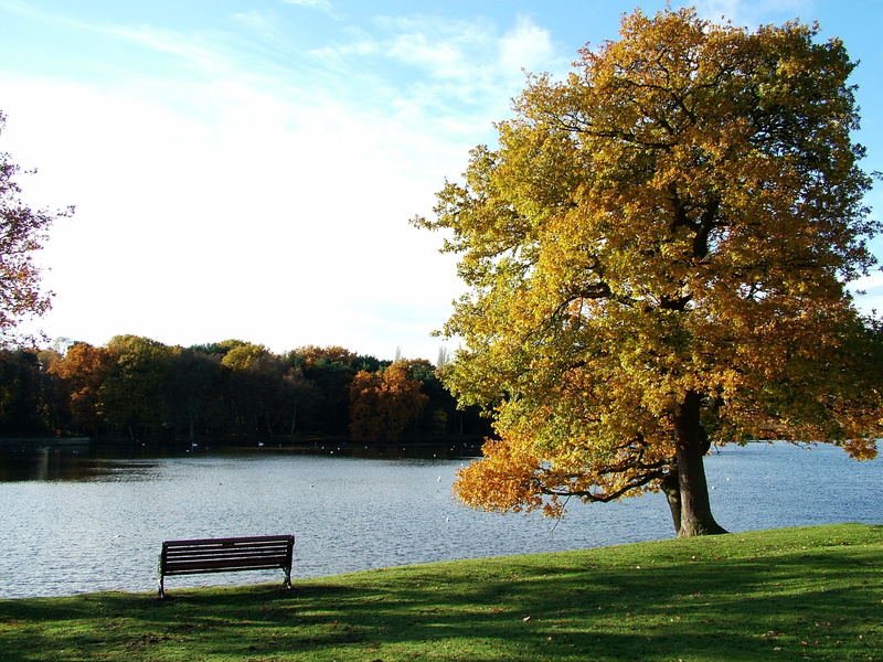 beauty in nature, body, leaf, fall, brown, growth, tree, autum, day, lake, near, green, sky, autumn, tranquility, 2K, grass, seat, bench, change, outdoor
