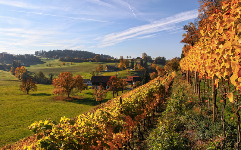 hill, color, change, plant, rural scene, field, forest, outdoors, grape, agriculture, plantation, switzerland, richterswil, land, environment, tree, day