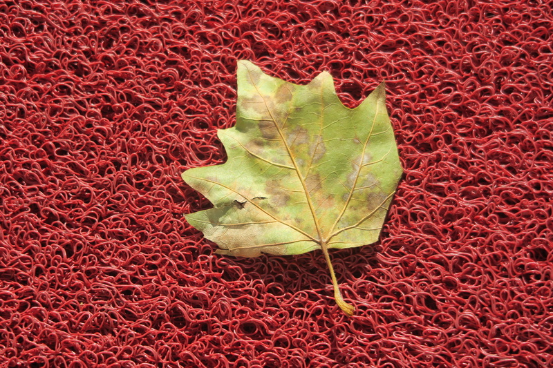 red, natural condition, high angle view, nature, vulnerability, green color, change, leaf, autumn, day, maple leaf, city, no people, outdoors, beauty in nature