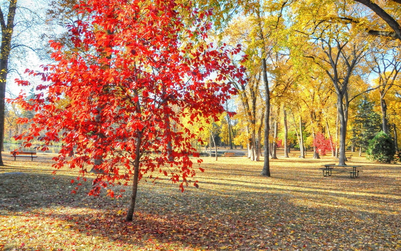autum, landscape, autumn, 2K, leaf, nature, leaves, trees