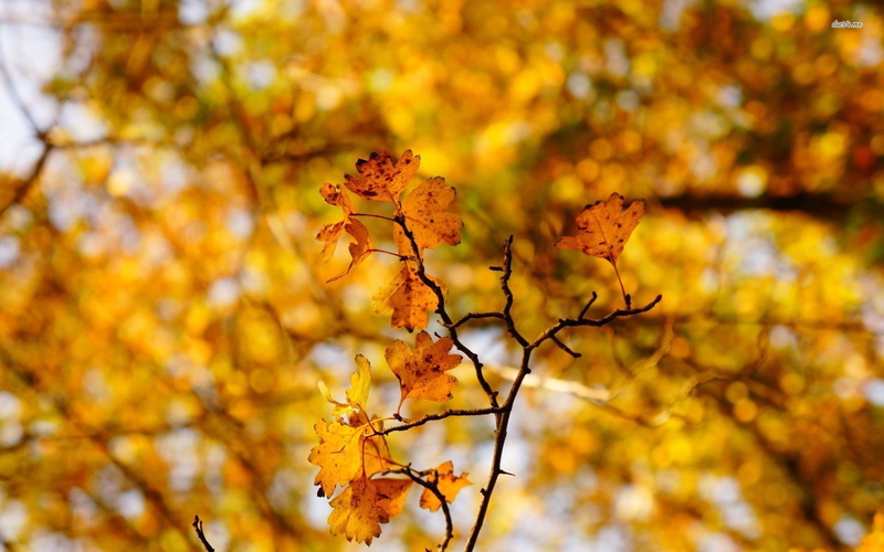 landscape, autum, leaf, leaves, autumn, nature, 1080P, trees