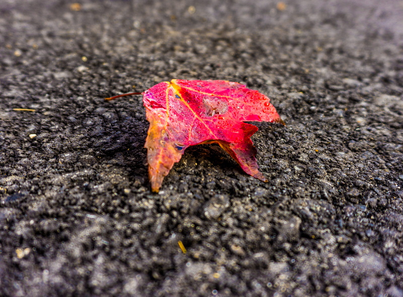 rough, road, dry, street, 2K, outdoors, nature, natural condition, autumn, gravel, textured, plant part, no people, close-up, leaf, vulnerability, color