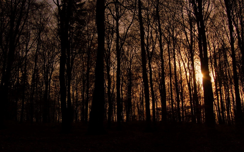 fall, store hareskov, idyllic, non-urban scene, tranquil scene, autum, forest, 1080P, scenics - nature, backlight, tree trunk, sky, denmark, tree, plant