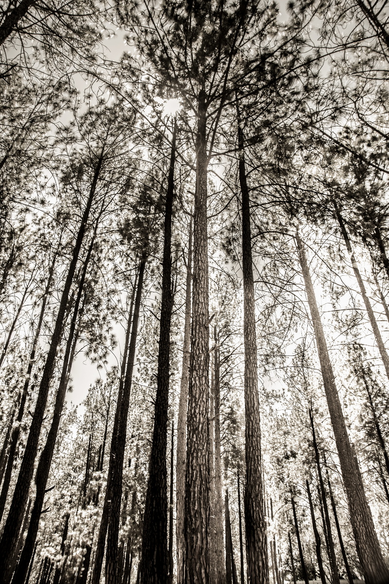 bamboo - plant, tree, trees, plant, nature, growth, bare, woodland, trunk, sun, sunlight, tree trunk, scenics - nature, abundance, autum, pine woodland