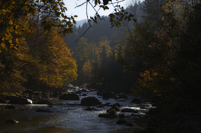 day, autum, rock, flowing, forest, sunrise, solid, sun, treecolor, outdoors, nature, autumn collection, river, land, plant, landscape, growth, color, reflection