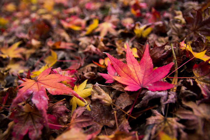 day, autumn collection, high angle view, nature, nara park, natural condition, beauty in nature, fall, leaves, field, nara, no people, dry, japan, 5K