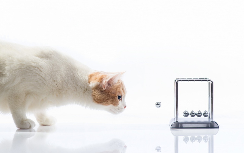 cat, busy, 1080P