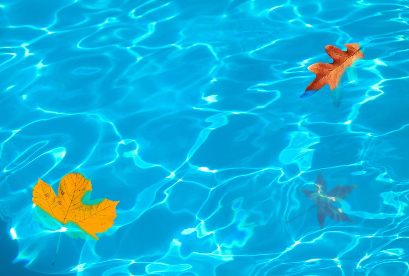 underwater, leaves pool, fall, marine, water leaf, no people, season, background, Fall Colors, reflections, water, day, fall leaves, animal, Leaf, Fall