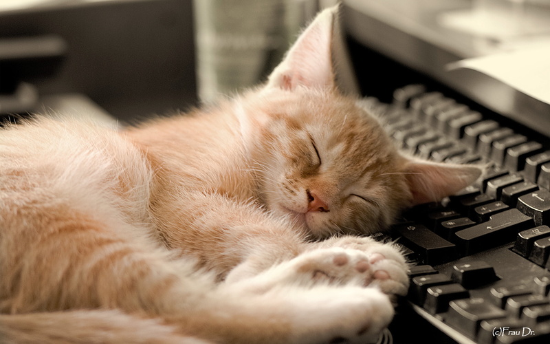 keyboard, sleeping, typing, technology, business, sleep, no people, relaxation, eyes closed, selective focus, indoors, one animal, animal themes, cute