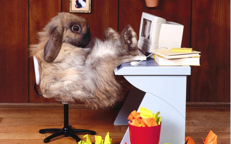 paper, electric lamp, indoors, Rabbit, no people, desk, Animal, business, furniture, book, domestic, fun, 1080P, domestic cat, mammal, table, domestic animals