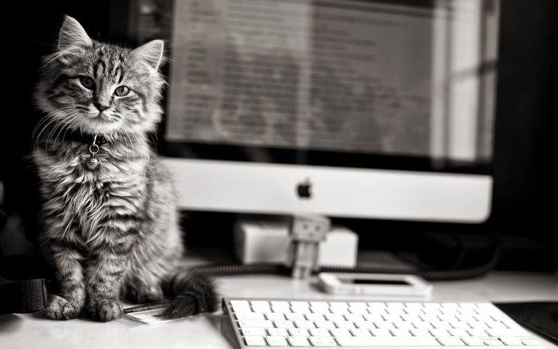 computer, computer equipment, cat, silver, one animal, animal themes, domestic, desk, no People, furry, tabby, internet, whisker, pC, indoors, computer Monitor