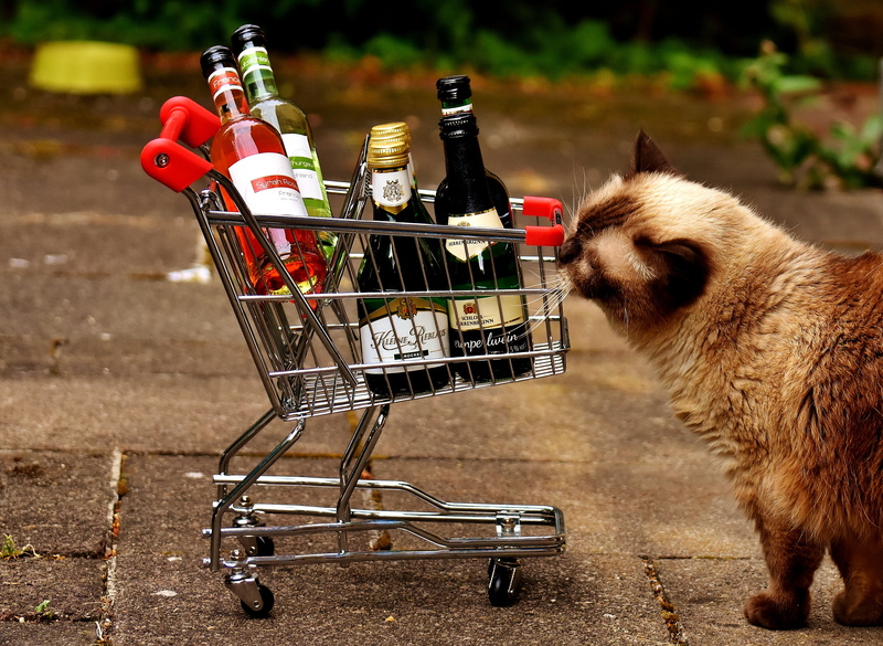 day, groceries, domestic animals, british shorthair, purchasing, no people, standing, cat, consumerism, side view, food and drink, red, alcohol, wine bottles
