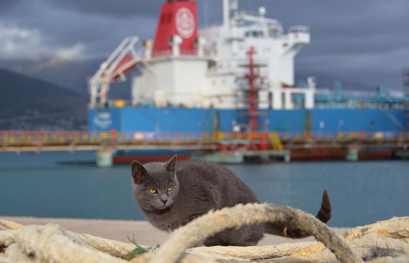 fur, nautical Vessel, freight Transportation, nature, cargo Container, domestic, shipping, one animal, water, focus on foreground, feline, short, waters Edge