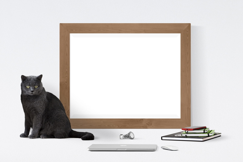 domestic, white background, technology, domestic animals, domestic cat, sitting, poster, indoors, mammal, frame, watch, feline, animal themes, business