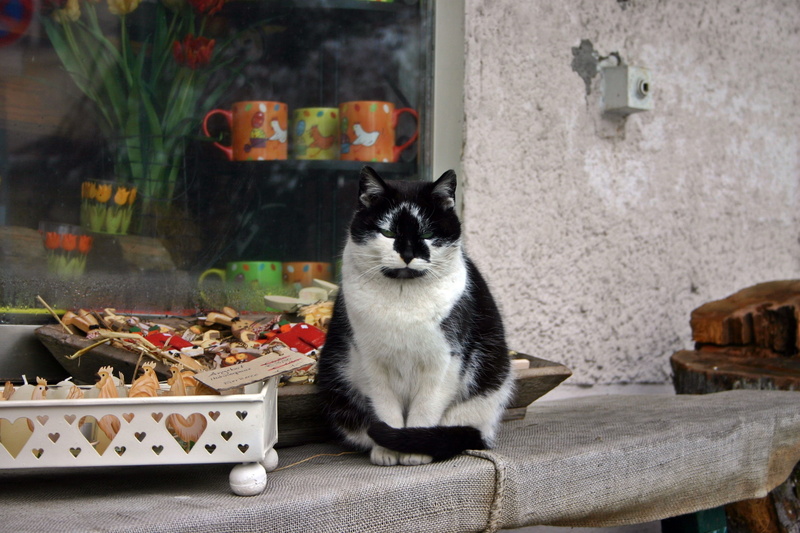 indoors, Animal, easter, pet, looking at camera, domestic, day, animal themes, deco, domestic cat, portrait, Music, animal, vertebrate, whisker, sit, Business