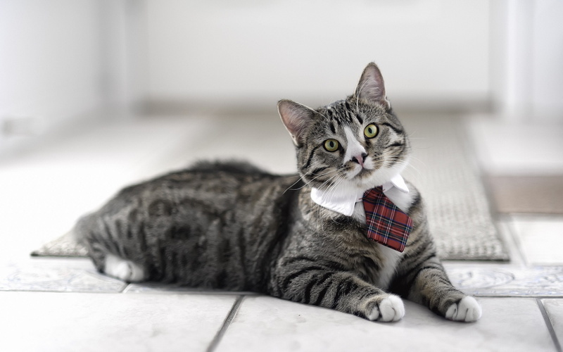 cat, 2K, Business, AM, a, I