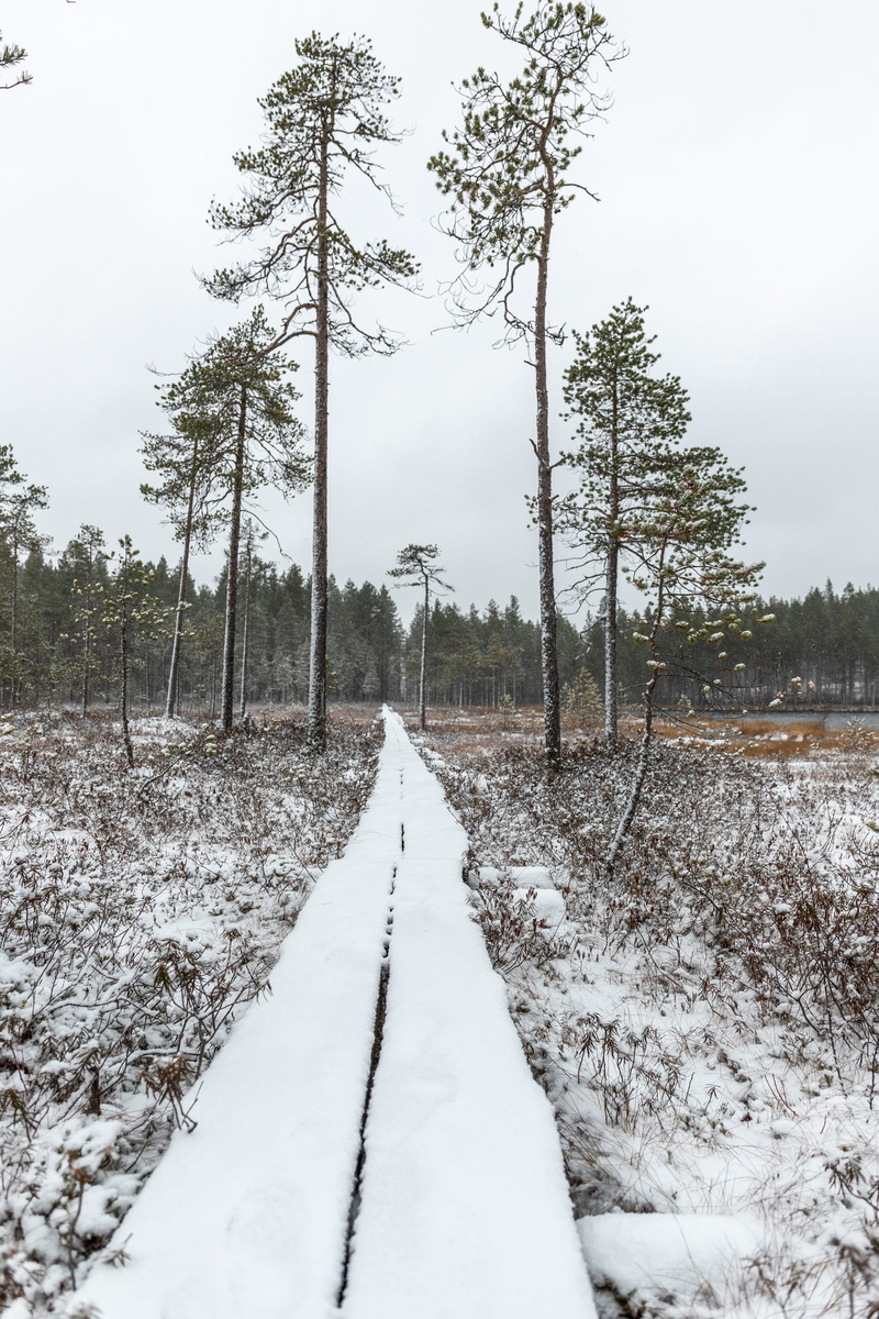 scenics - nature, 4K, plant, hiking, no people, white, the way forward, tree, frozen, snow, trees, nature, diminishing perspective, cold, direction, sky
