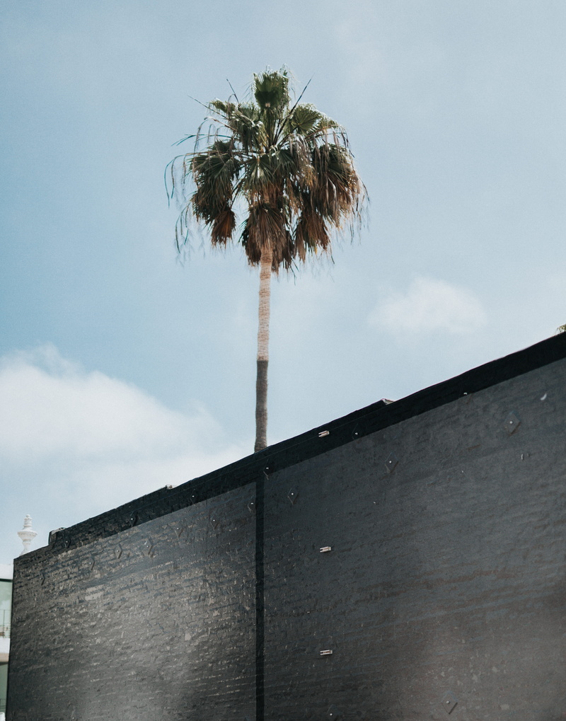 los angeles, southern california, california, coconut palm tree, wall, cloud - sky, outdoors, palm tree, wall - building feature, building exterior, day