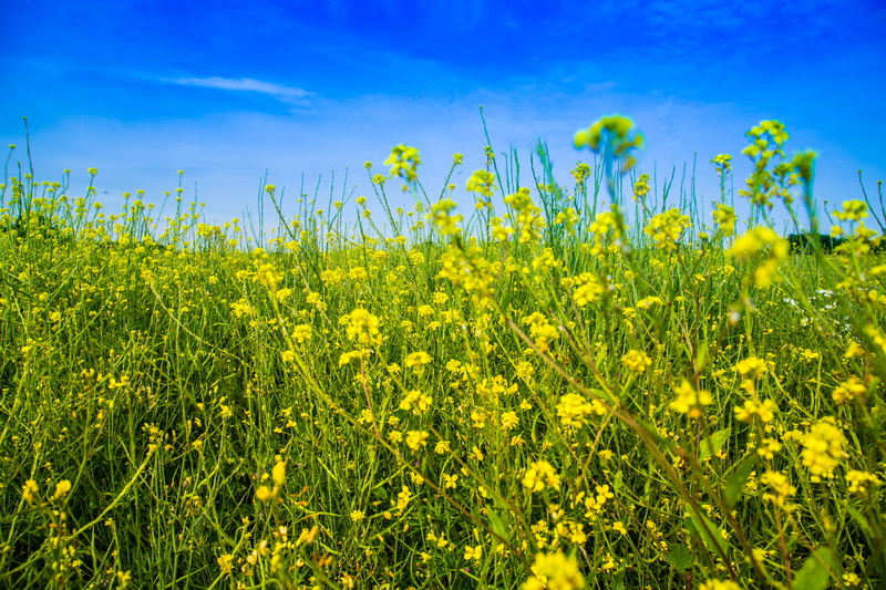 field, flowers, crop, united kingdom, oilseed rape, rural scene, plant, summer, skyporn, flowering plant, growth, scenics - nature, 5K, yellow, abbots langley