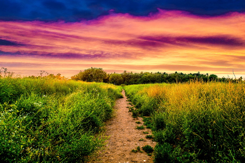 holidays, outdoors, trees, diminishing perspective, walks, nature, path, tranquil scene, land, united kingdom, scenics - nature, direction, abbots langley