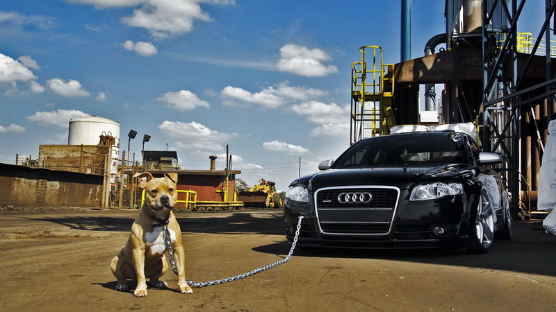 domestic animals, canine, pets, animal, building exterior, built structure, nature, Audi, animal themes, motor vehicle, architecture, city, 1080P, mode of transportation